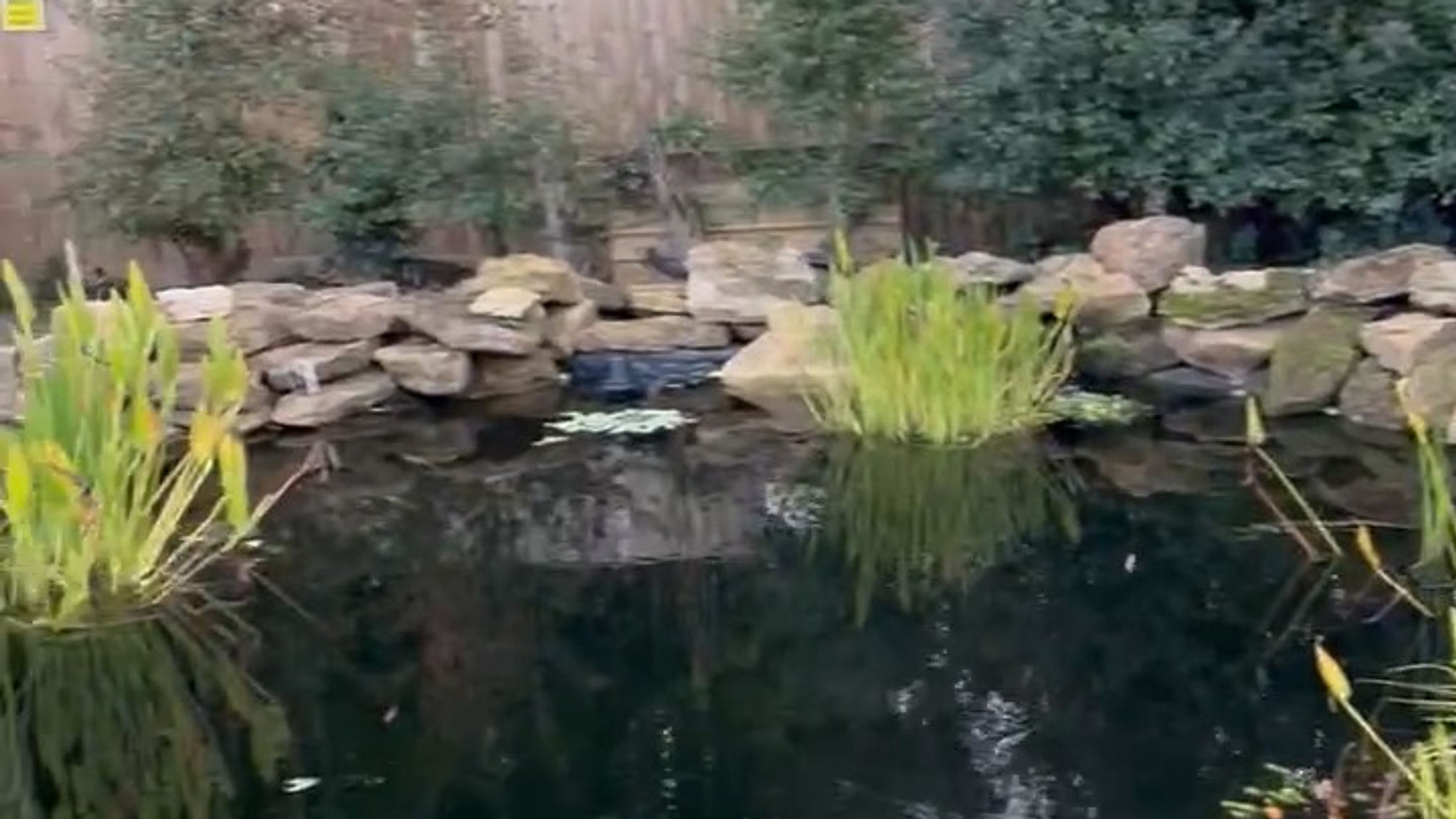 Garden Pond